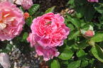 BAR 8602 rose photo