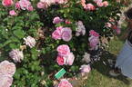 BAR 8602 rose photo