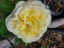 La Perla rose photo