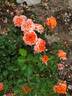 Adobe Sunrise™ rose photo
