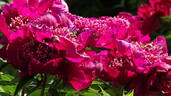 Crimson Glory peony photo
