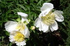Cheddar Charm peony photo
