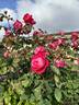 Benjamin Britten rose photo