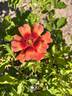 Flame Babylon Eyes rose photo