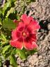 Flame Babylon Eyes rose photo