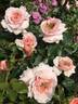 Great Expectations rose photo