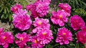 Color Magnet peony photo