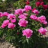 Bouquet Perfect peony photo