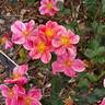 The Imposter rose photo