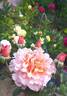Great Expectations rose photo