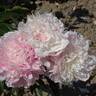 Hargrove Hudson peony photo