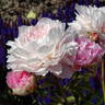 Hargrove Hudson peony photo