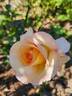 Serenity rose photo