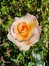 Serenity rose photo