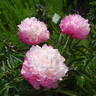 Joker peony photo