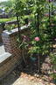 Le Vésuve rose photo
