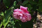 Le Vésuve rose photo