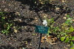 Rival de Paestum rose photo