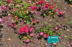 Yu Shi Zhuang rose photo