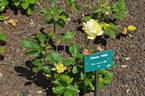 Green Wild rose photo