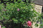 <i>Rosa webbiana</i> Wallich ex Royle rose photo