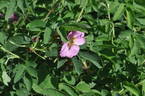 <i>Rosa webbiana</i> Wallich ex Royle rose photo