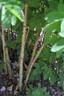 <i>Rosa webbiana</i> Wallich ex Royle rose photo