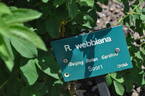 <i>Rosa webbiana</i> Wallich ex Royle rose photo