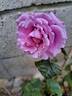 Claude Brasseur ® rose photo