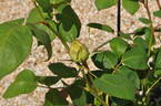 Green Star rose photo