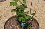 Green Star rose photo