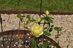 Green Wild rose photo
