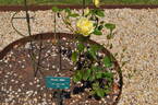 Green Wild rose photo