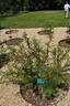 R. xanthina rose photo