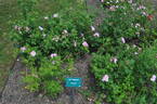Lily Freeman rose photo