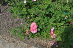 Titian rose photo