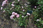 Australia Felix rose photo