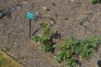 Our Rosamond rose photo