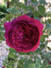 Etienne rose photo