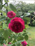 Etienne rose photo