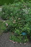 Gladsome rose photo