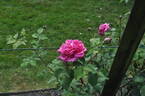 Queen of Hearts rose photo