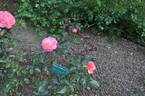 Paddy Stephens rose photo