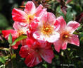 Dorothy Rose rose photo