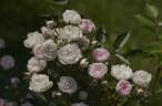 Prince Charles de Luxembourg rose photo