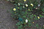 Precious Child rose photo