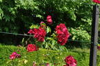 Scorcher rose photo