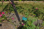 Scorcher rose photo
