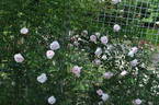 Pacesetter rose photo