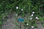 Pacesetter rose photo